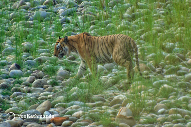 Royal Bengar Tiger, an endangered species of tiger