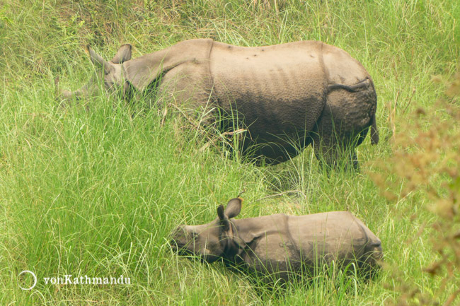 A mother and her baby one horned rhino spotted in the grassland of Dalla community forest