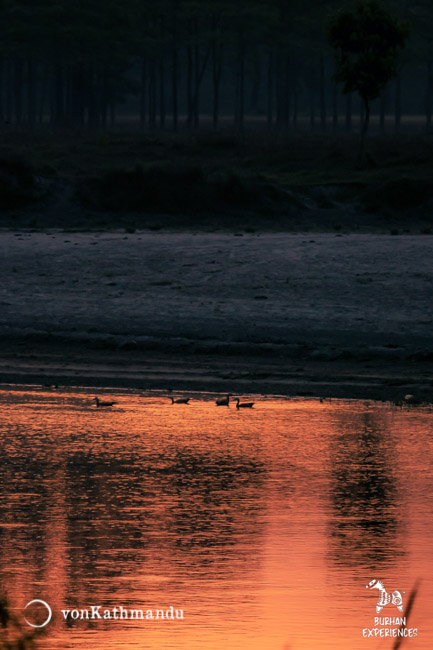 Migratory birds enjoying the first rays of sun in the Karnali river.