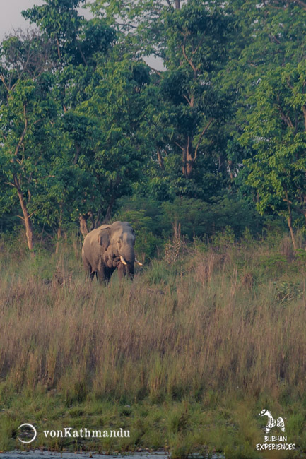 A lone bull elephant walking towards the river from Dalla Community Forest 