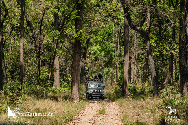 Wildlife safari in the lush forests of Bardia National Park