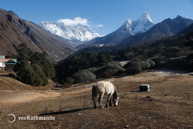 Horse grazing in Tengboche, on the horizon are Everest, Lhotse and Ama Dablam mountains