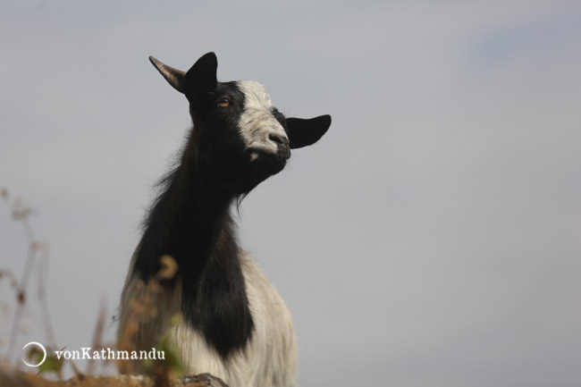 Goats are commonly reared in the hills of Nepal