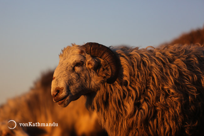 A sheep in the golden hour at Mardi High Camp