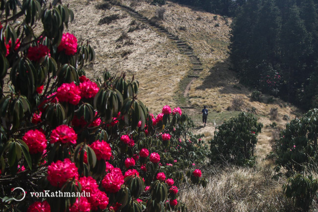 In spring time, rhododendron flowers are in full bloom. It is also the national flower of Nepal