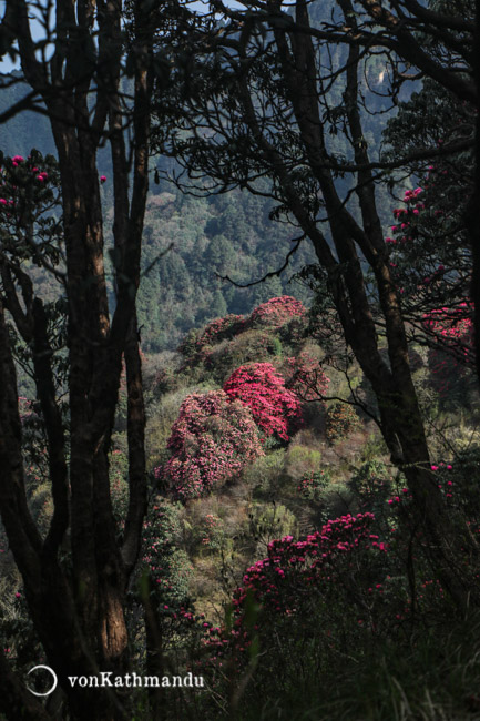 Rhododendron or Laliguras is the national flower of Nepal, and blooms in spring, painting entire forests red