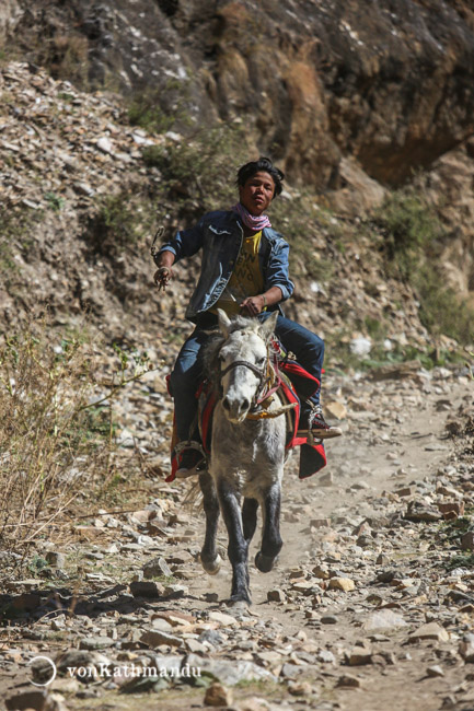 Horses are widely used for commute, through rocky terrains of Dolpo