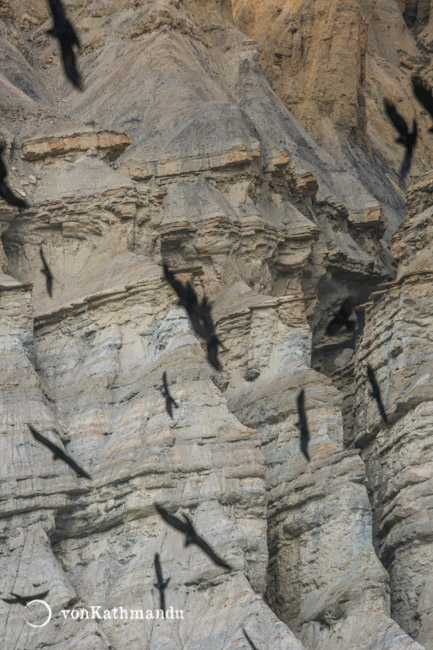 Ravens fly in hordes against the erroded cliffs of Mustang