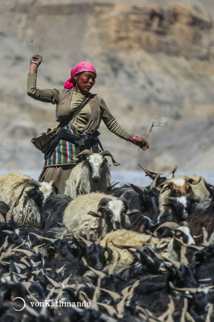 Sheep Herder in the village of Dhe