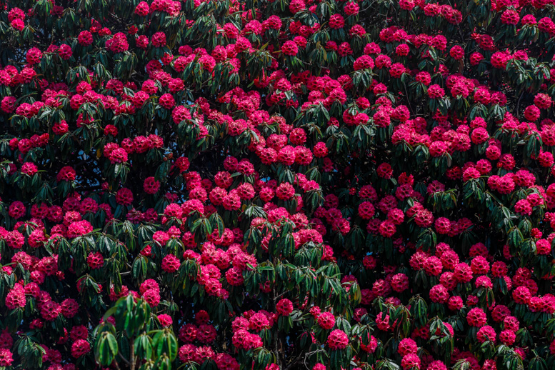 National flower of Nepal, Rhododendron, in full bloom National flower of Nepal, Rhododendron, in full bloom