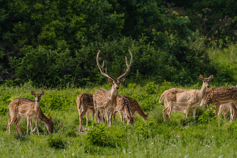 Wildlife in Bardia 4 Wildlife in Bardia 4
