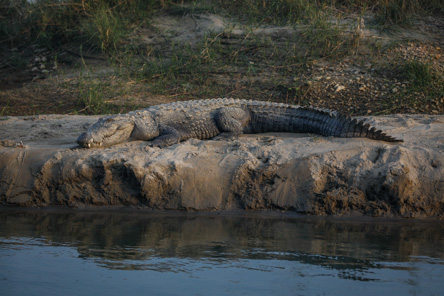Chitwan National Park Comfort Trip
