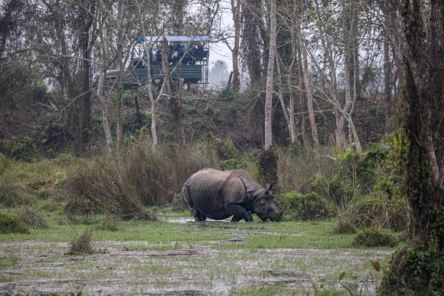 Chitwan National Park Wildlife Trip