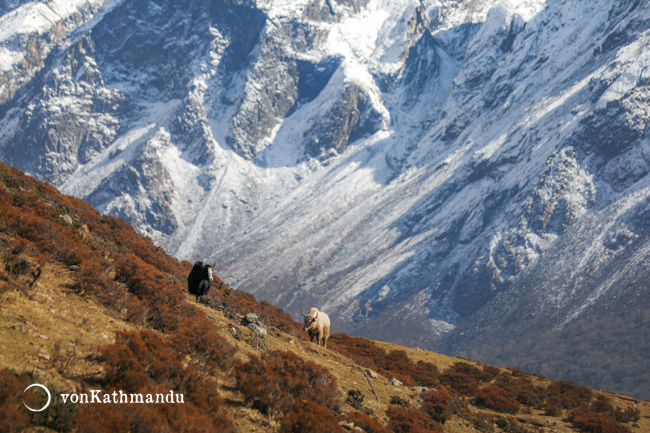 langtang valley trek