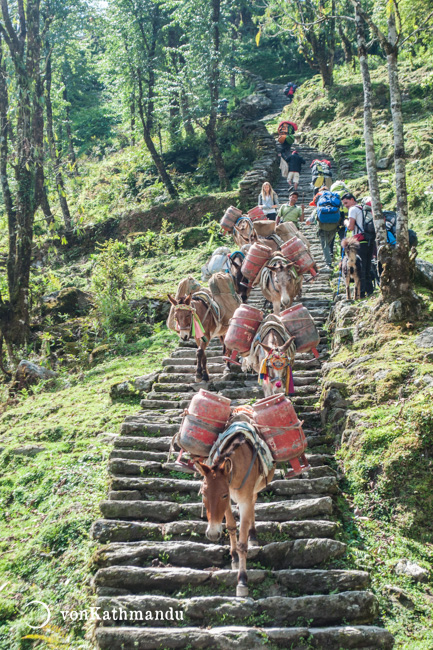 The preferred beast of burden on ABC trails are mules and donkeys