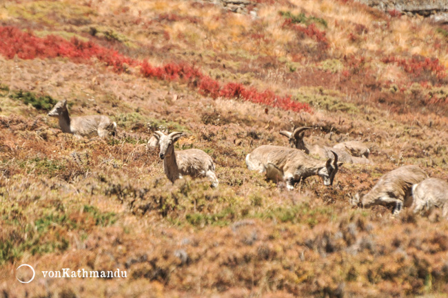 Naars sighted above Thorung Phedi