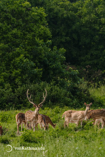 A herd of chittals (spotted deer) spotted from Burhan campsite