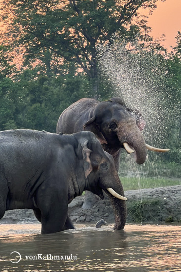 Two male wild tuskers enjoying a river bath in Karnali, seen from Hattisar.