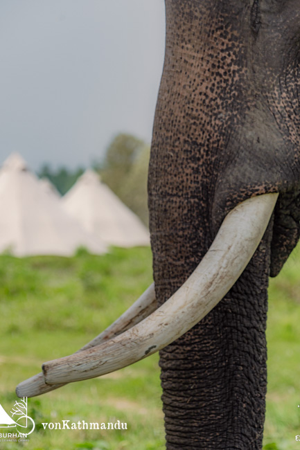 Closeup of a female asiatic elephant 