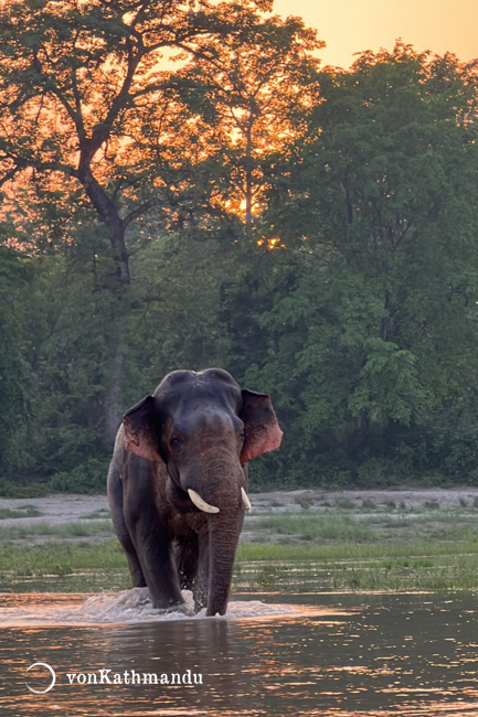 Male tusker crossing river in Bardia