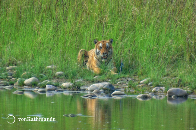 A Royal Bengal Tiger resting by the river bank on a summer afternoon