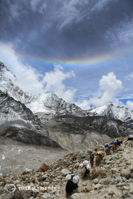 Yaks heading to lower altitudes, back from Everest Base Camp. Rrocky debris over Khumbu glacier can be seen between the mountains and yaks