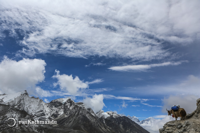 Khumbu mountains and a yak ferrying goods