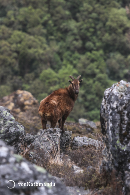 Himalayan Tahrs are not an uncommon sight on the trek