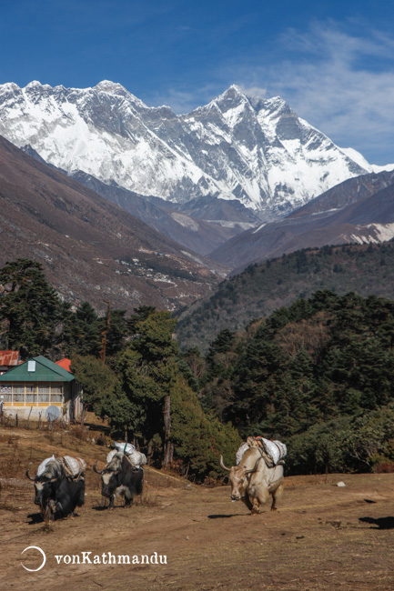 Yaks in Tengboche