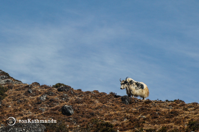 Yaks are a common sight along Everest trek