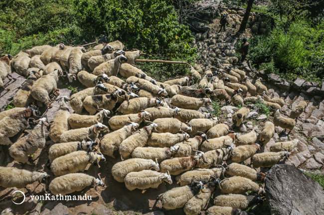 Herd of sheep moving to lower grounds