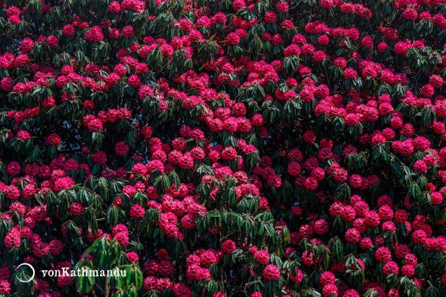 National flower of Nepal, Rhododendron, in full bloom