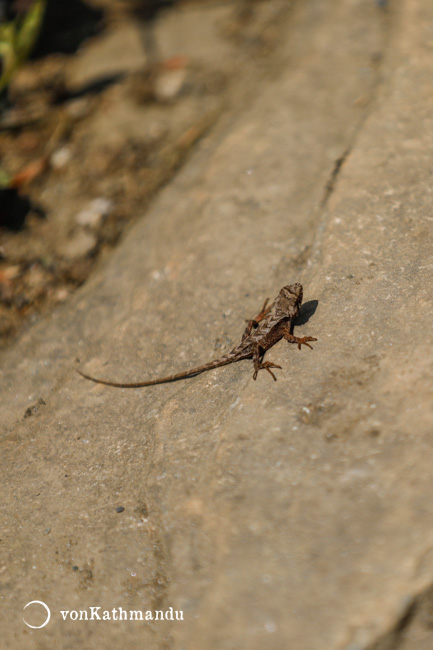 A tiny gecko