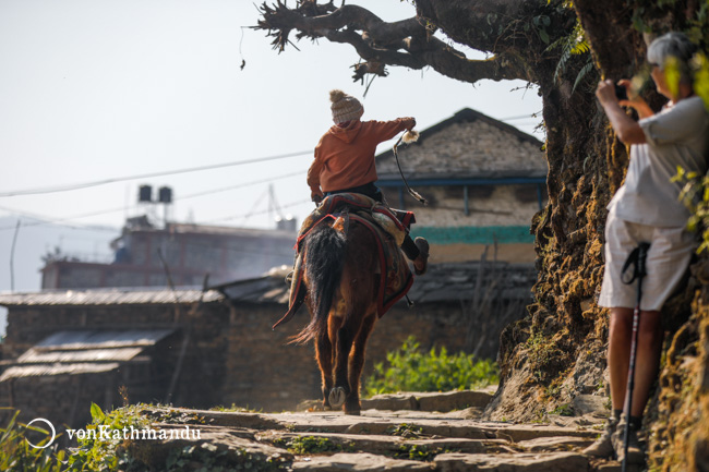 A horseman gallops on the cobbled trails of Ghandruk