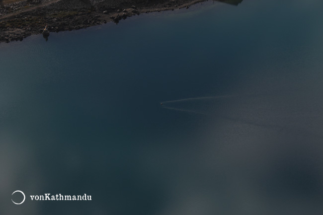 Bird taking a swim in Gokyo Lake