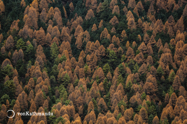 Fall colors of Manaslu