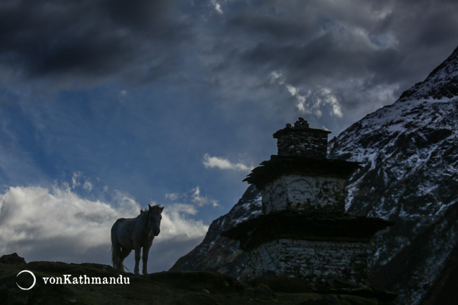 Horse in Samdo silhouetted against evening skies