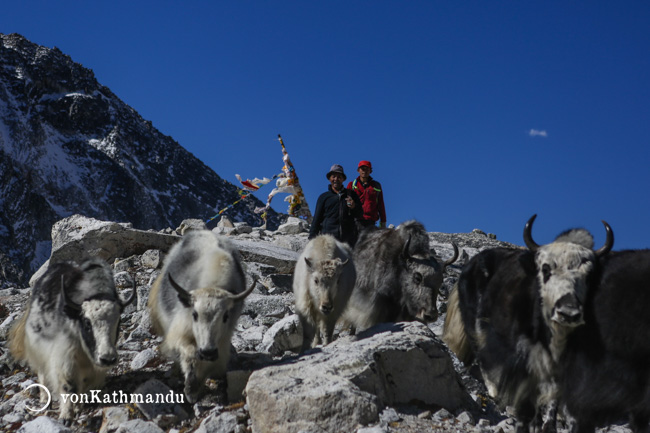 Yaks crossing Larke Pass