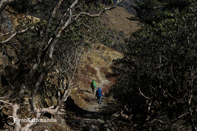 Walking downhill through rhododenron forests to Junbesi