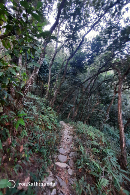 Well defined trails of Raniban goes through dense jungles