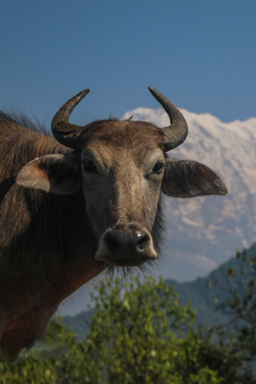 Yaks and sheep are replaced by buffalos and goats at lower elevations