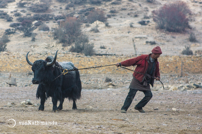 A yak in a frosty winter morning