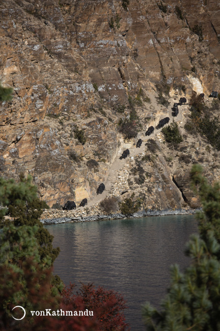 Yaks navigate on trails along Shey Phoksundo Lake