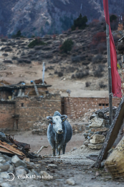 Cattle in Ringmo