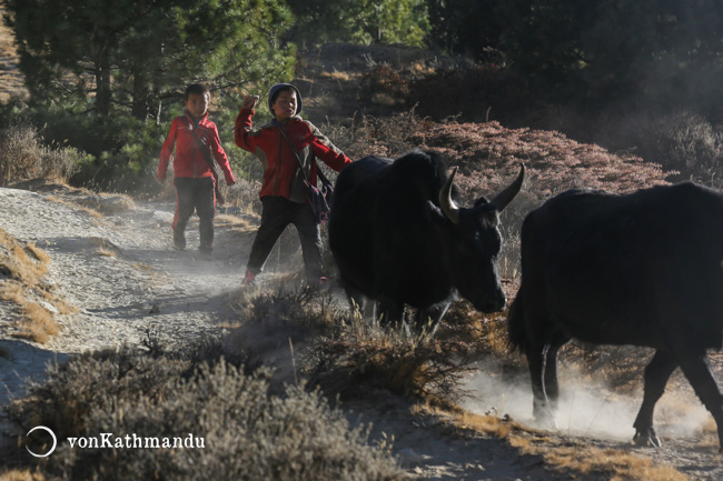 Children herding yaks