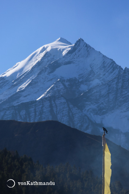 Situated well below the treeline, Ringmo village and Shey Phoksundo Lake host a wide variety of flora and fauna