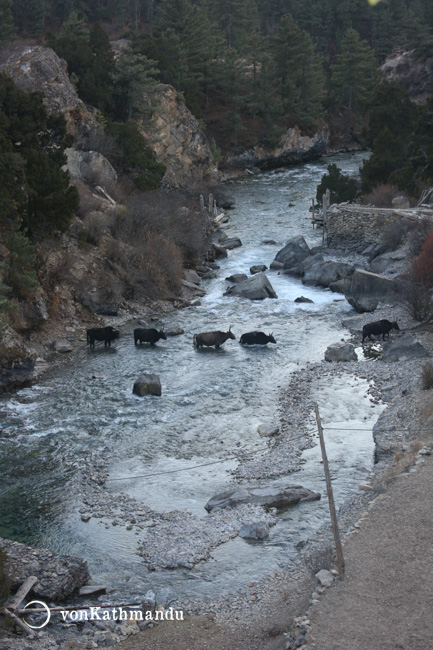 Yaks crossing Phoksundo River, run off from the lake