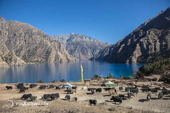 A herd of yaks by Shey Phoksundo Lake