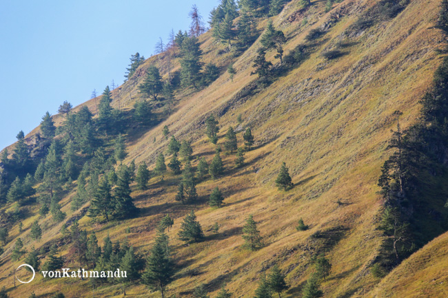 Alpine trees high above Dunai