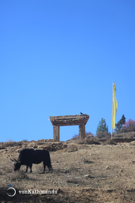 A yak grazes by Shey Phoksundo